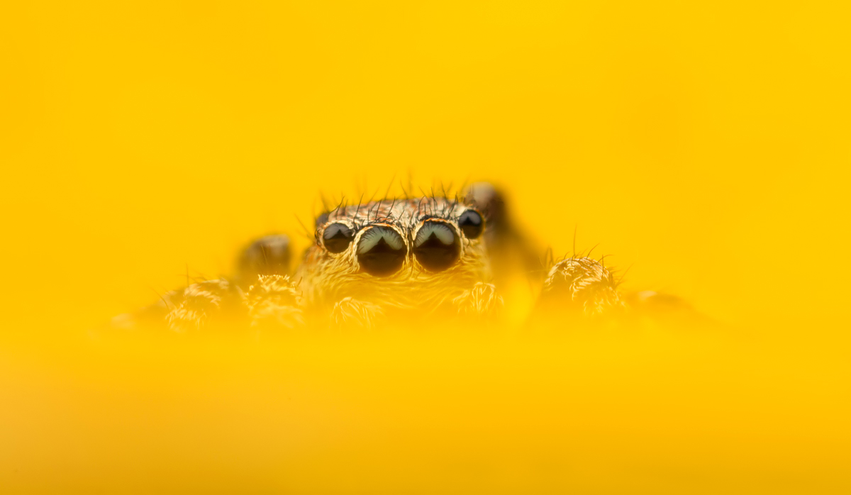 Jumping Spider - Sitticus pubescens